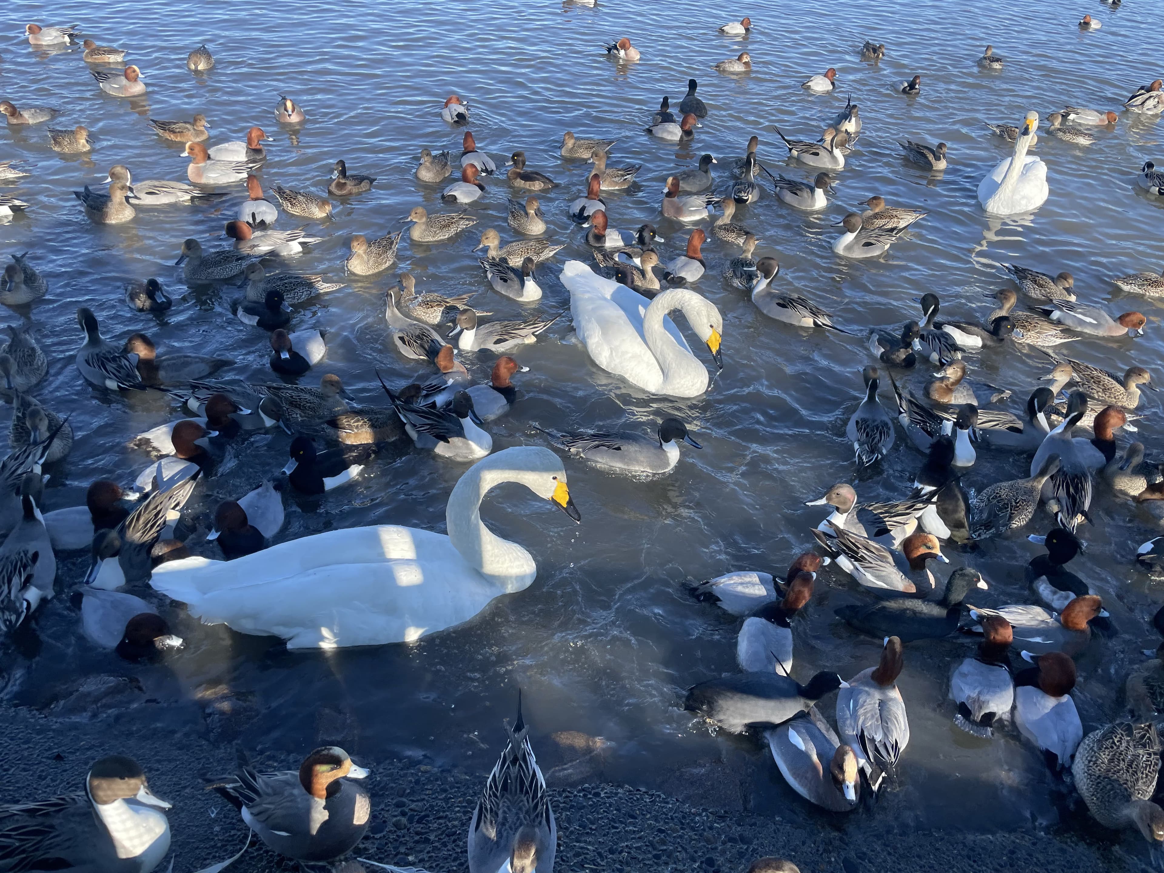 瓢湖水きん公園